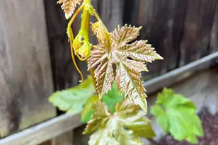 664 Praderia Cir, Fremont, CA 94539 - Photo 37