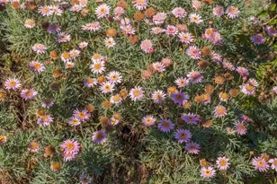 737 Dartshire Way, Sunnyvale, CA 94087 - Photo 41