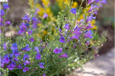 4451 Saint Andrews Rd, Oakland, CA 94605 - Photo 55