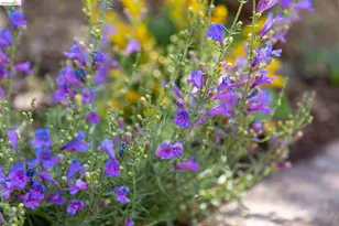 4451 St Andrews Rd, Oakland, CA 94605 - Photo 55