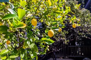 770 Highbridge Ln, Danville, CA 94526 - Photo 25