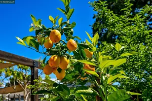 3754 Walnut Ave, Concord, CA 94519 - Photo 29