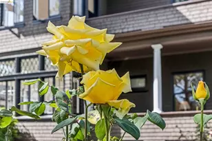 1715 Oakland Ave, Piedmont, CA 94611 - Photo 3