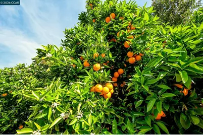 2007 Calle Los Callados, Diablo, CA 94528 - Photo 35