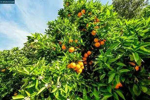 2007 Calle Los Callados, Diablo, CA 94528 - Photo 35