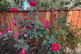 1265 Alder Creek Cir, San Leandro, CA 94577 - Photo 19