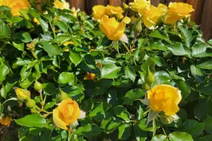 690 Kraftile Ct, Fremont, CA 94536 - Photo 49