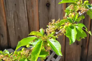 690 Kraftile Ct, Fremont, CA 94536 - Photo 51