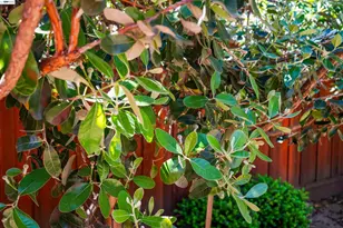 32287 Ithaca St, Hayward, CA 94544 - Photo 49