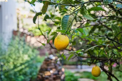 1515 Oxford St #1D, Berkeley, CA 94709 - Photo 37