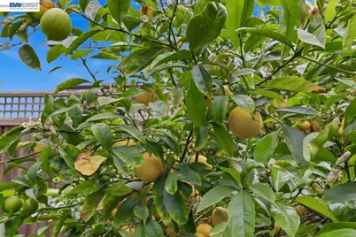 4374 Eggers Dr, Fremont, CA 94536 - Photo 23