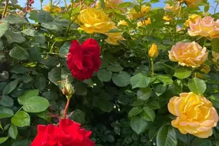 4022 Silver St, Pleasanton, CA 94566 - Photo 45