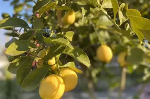 4022 Silver St, Pleasanton, CA 94566 - Photo 47