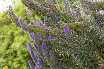 5915 Mazuela Dr, Oakland, CA 94611 - Photo 31