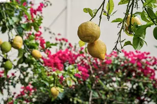 1206 22nd St, Oakland, CA 94606 - Photo 43