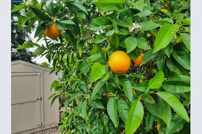 1260 Apple Drive, Concord, CA 94518 - Photo 41