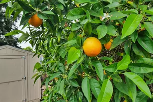 1260 Apple Dr, Concord, CA 94518 - Photo 41