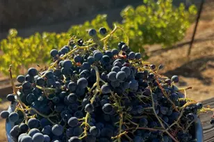 285 Apollo Way, Pleasant Hill, CA 94523 - Photo 41