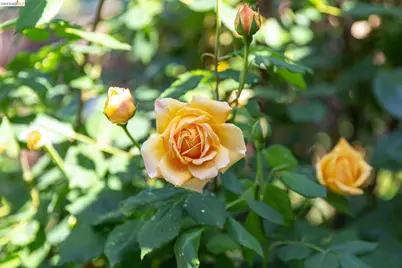 1500 Hampel Street, Oakland, CA 94602 - Photo 51