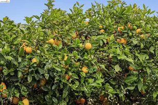 1920 Bradhoff Ave, San Leandro, CA 94577 - Photo 29