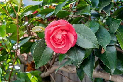 1193 Glen Dr., San Leandro, CA 94577 - Photo 57