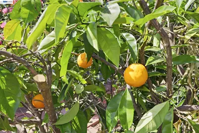 40930 Rioja Ct, Fremont, CA 94539 - Photo 39