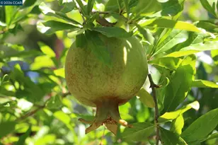 34 Elmwood Dr, San Ramon, CA 94583 - Photo 53