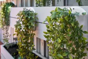 3011 Mayhew Ct, Walnut Creek, CA 94597 - Photo 31