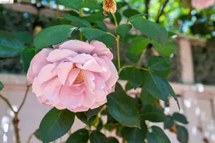 3011 Mayhew Ct, Walnut Creek, CA 94597 - Photo 29