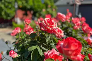 314 Semillon Cir, Clayton, CA 94517 - Photo 35