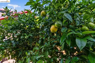 5332 Locksley Ave, Oakland, CA 94618 - Photo 43