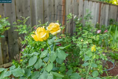 1026 Windsor Dr, Lafayette, CA 94549 - Photo 45