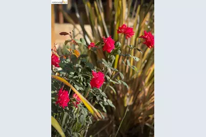 6741 Snake Rd, Oakland, CA 94611 - Photo 29