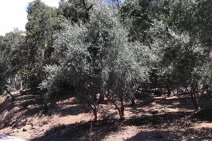 1929 Kilkare Rd, Sunol, CA 94586 - Photo 33