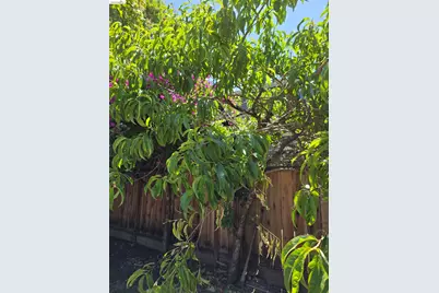 0 Elmwood Street, Mountain View, CA 94043 - Photo 9