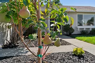 337 Barrow Ct, Walnut Creek, CA 94598 - Photo 35