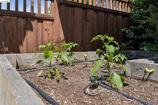 1701 Derby St, Berkeley, CA 94703 - Photo 37
