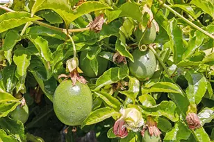 7423 Ward Ave, El Cerrito, CA 94530 - Photo 41