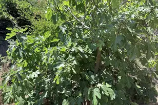 137 Viewmont Ave, Vallejo, CA 94590 - Photo 59