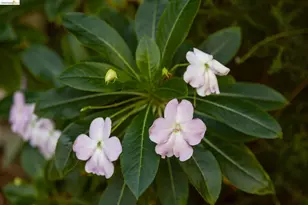 639 Jean St, Oakland, CA 94610 - Photo 33