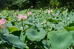 121 Stanton Mountain Rd, Clinton Township, NJ 08833 - Photo 49