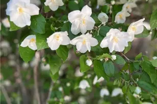 29729 Katharine Way, Cedar Glen, CA 92321 - Photo 45