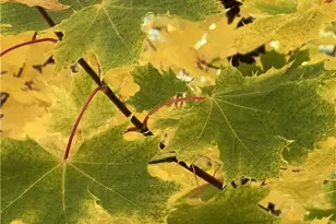 29729 Katharine Way, Cedar Glen, CA 92321 - Photo 43