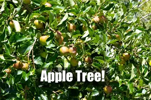 2395 Hunsaker Dr, Running Springs, CA 92382 - Photo 25