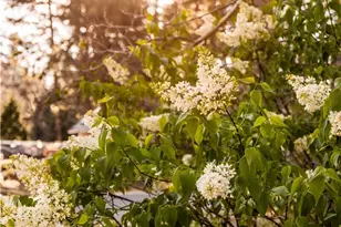 43300 Deer Canyon Rd, Big Bear Lake, CA 92315 - Photo 15