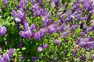 1019 Fawnskin Dr, Fawnskin, CA 92333 - Photo 39