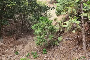 0 Fern Canyon Rd, Cedarpines Park, CA 92322 - Photo 1