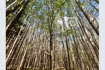 Lot 16 Putnam Road, Other, NY 13750 - Photo 9