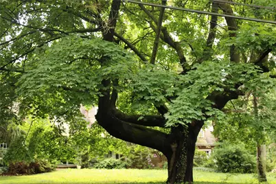 7 Locust Lane, Glen Head, NY 11545 - Photo 23