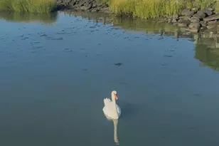 328 W Ivy Hill Rd, Woodmere, NY 11598 - Photo 33